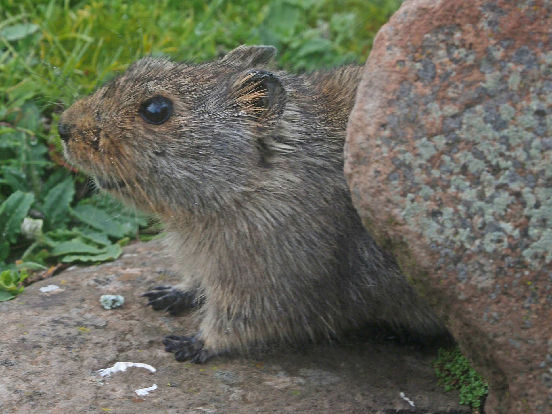 Image of Sloggett's Vlei Rat