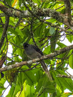 Image of Long-tailed Sibia