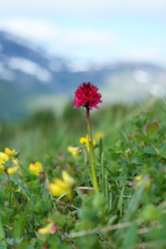 Image of <i>Gymnadenia runei</i> (Teppner & E. Klein) Ericsson