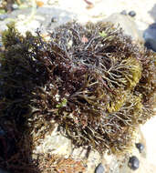 Image of Psilophycus alveatus (Turner) W. A. Nelson, Leister & Hommersand 2011