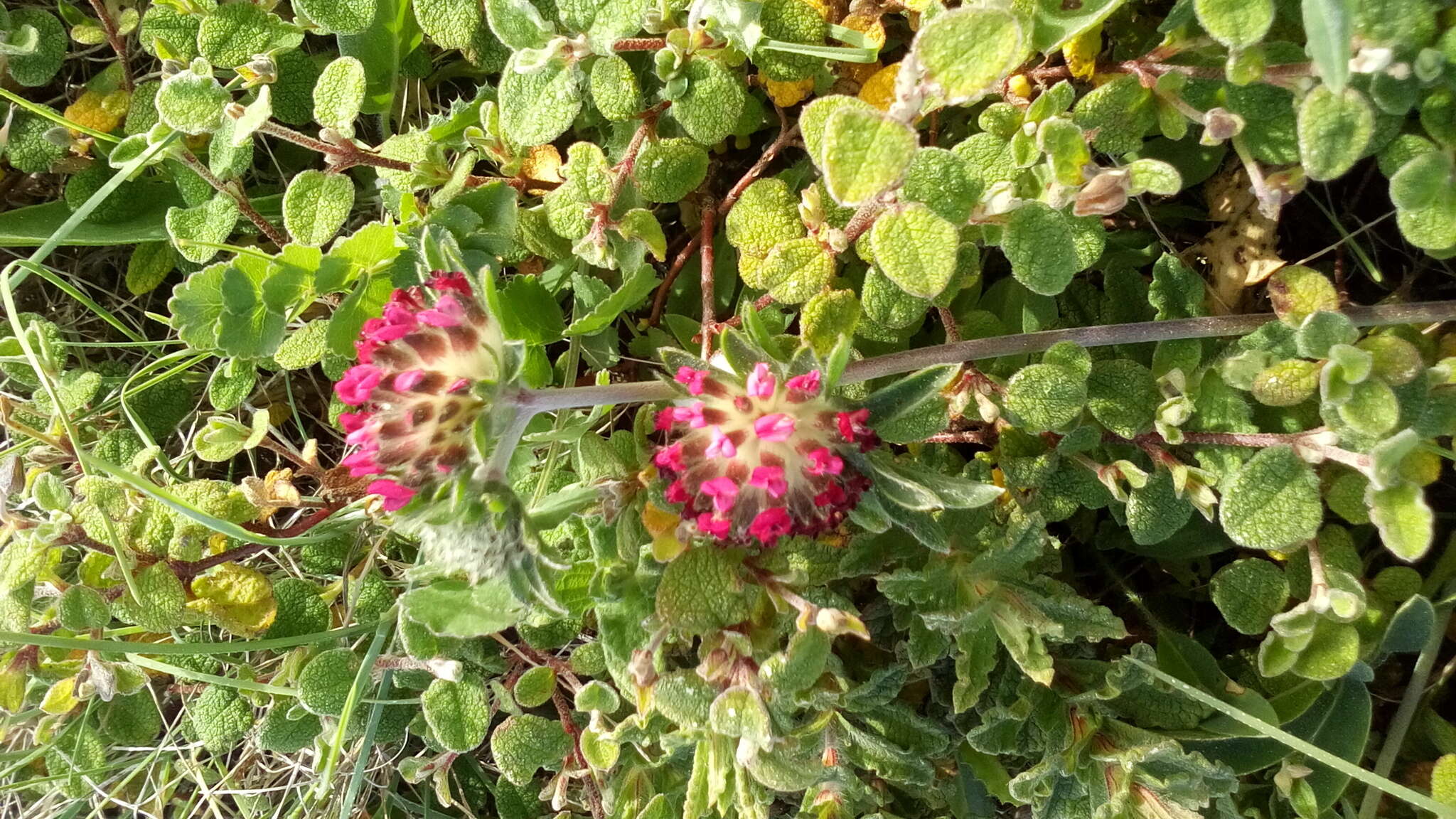 Слика од Anthyllis vulneraria subsp. maura (Beck) Maire