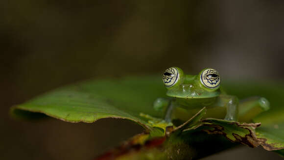 Image of Ghost Glass Frog