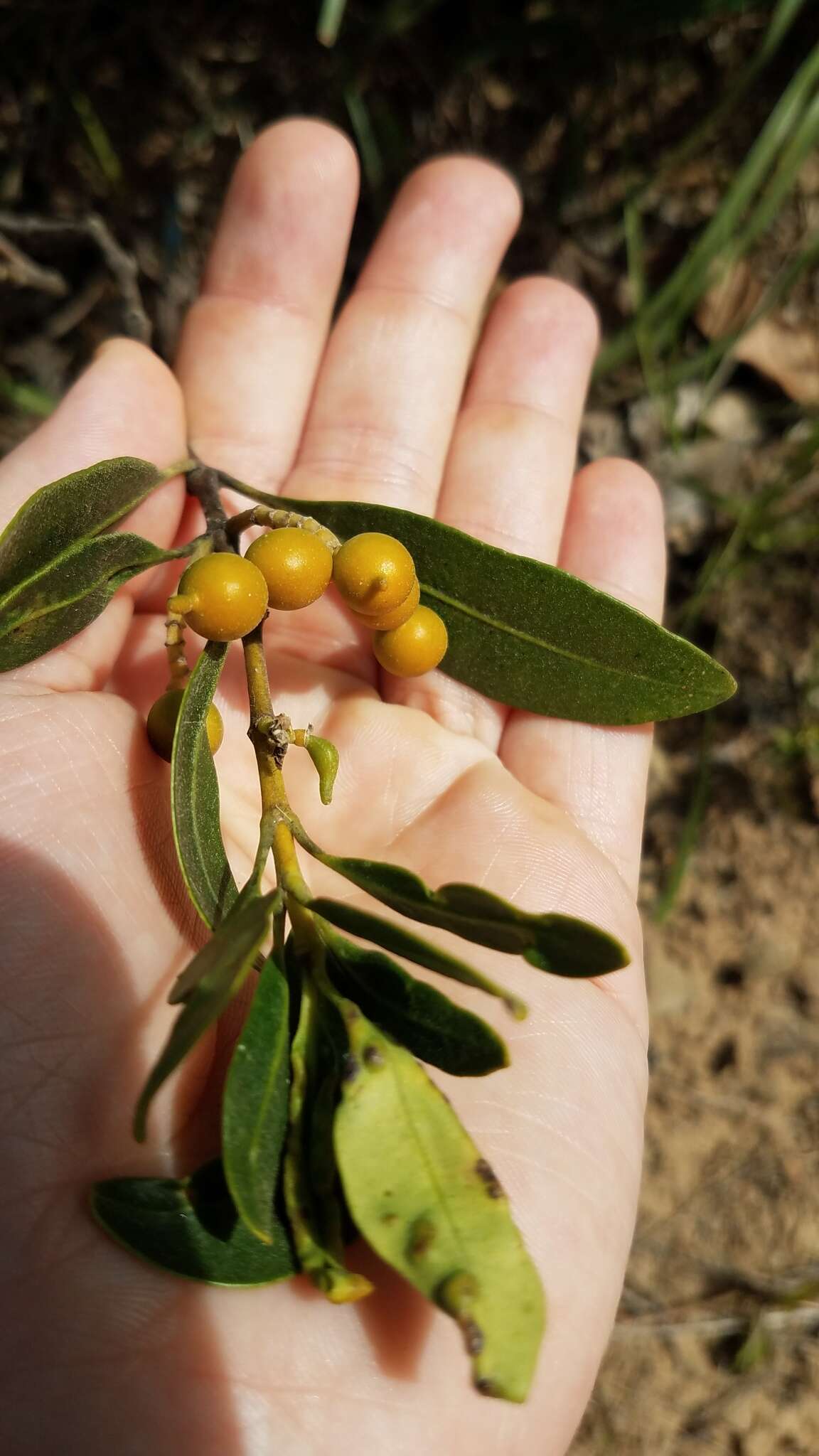 Image of Alyxia spicata R. Br.