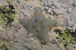 Image of cushion star