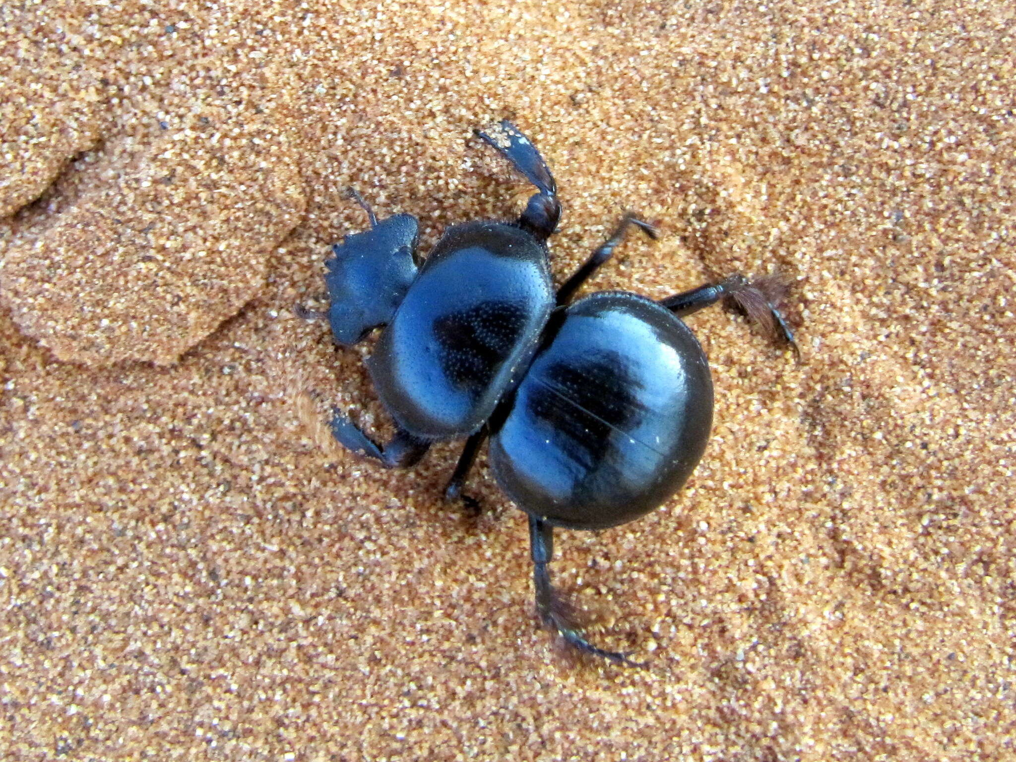 Слика од Pachysoma rotundigena Felsche 1907