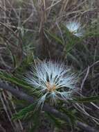 Image de Calliandra virgata Benth.