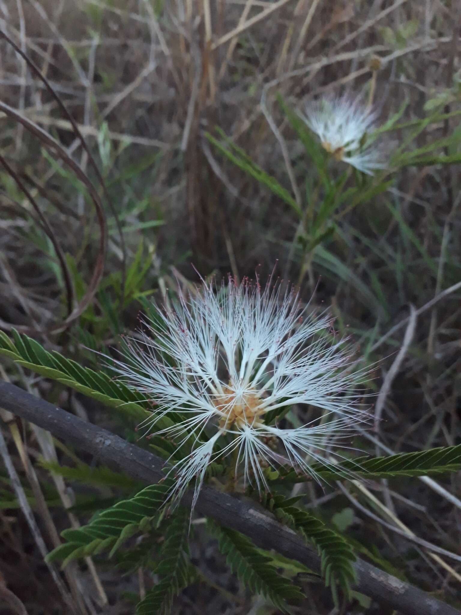 Image de Calliandra virgata Benth.