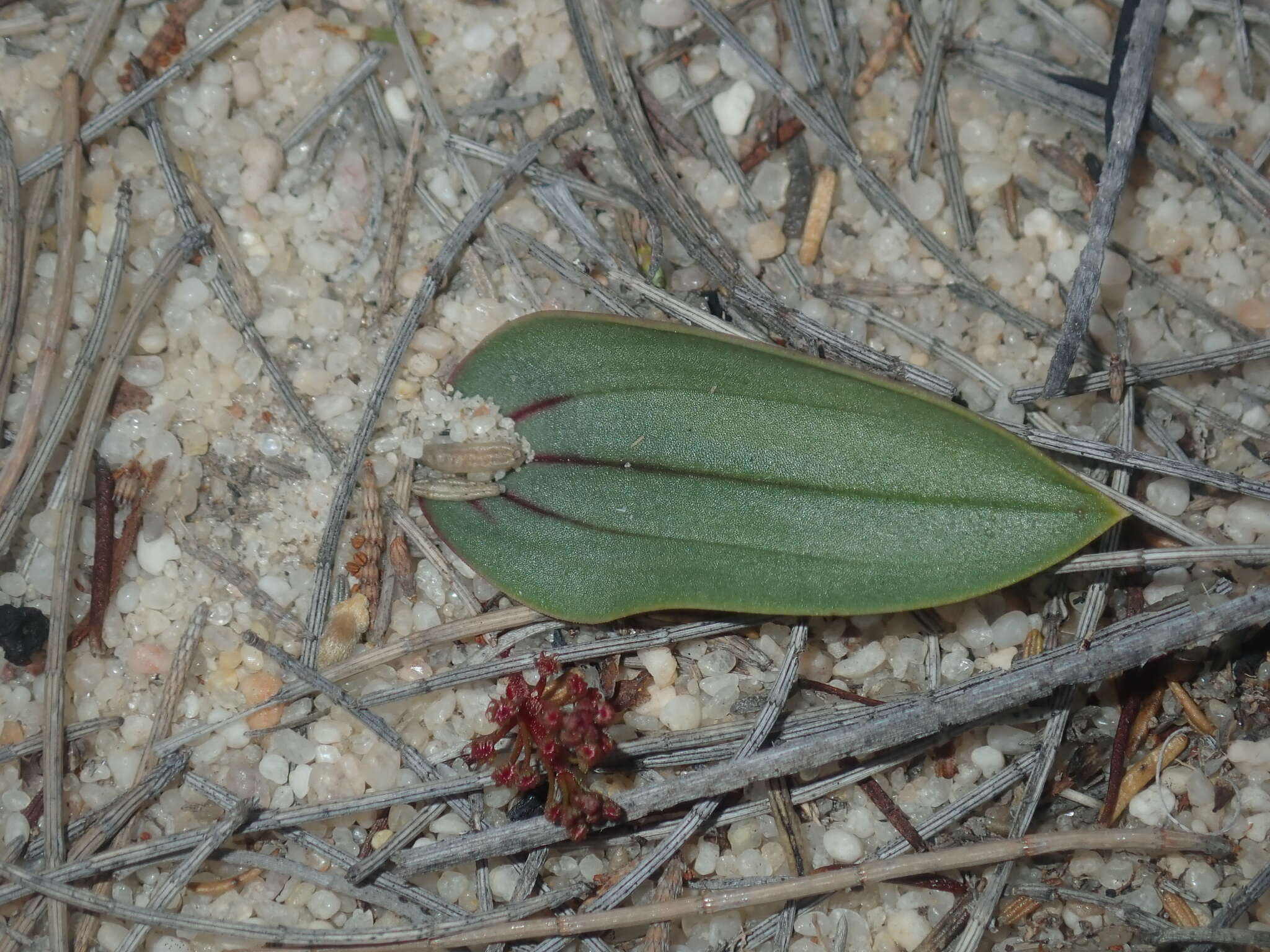 صورة Drosera stolonifera subsp. humilis (Planch.) N. Marchant