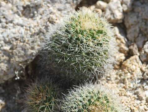 Image of Mammillaria petrophila subsp. baxteriana (H. E. Gates) D. R. Hunt