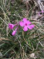 Image of Hentz's phlox