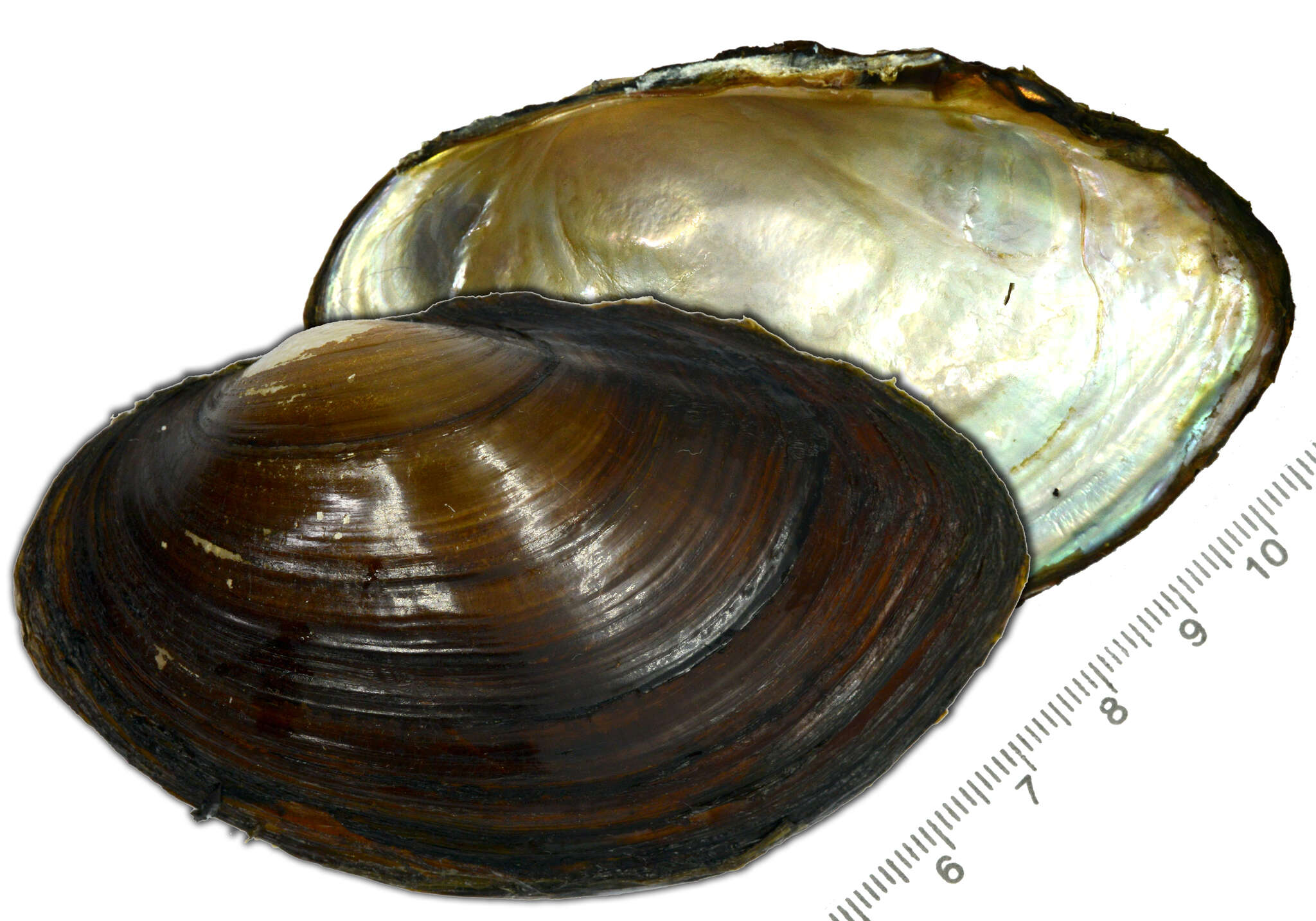 Image of <i>Sinanodonta schrenkii</i> Lea 1870