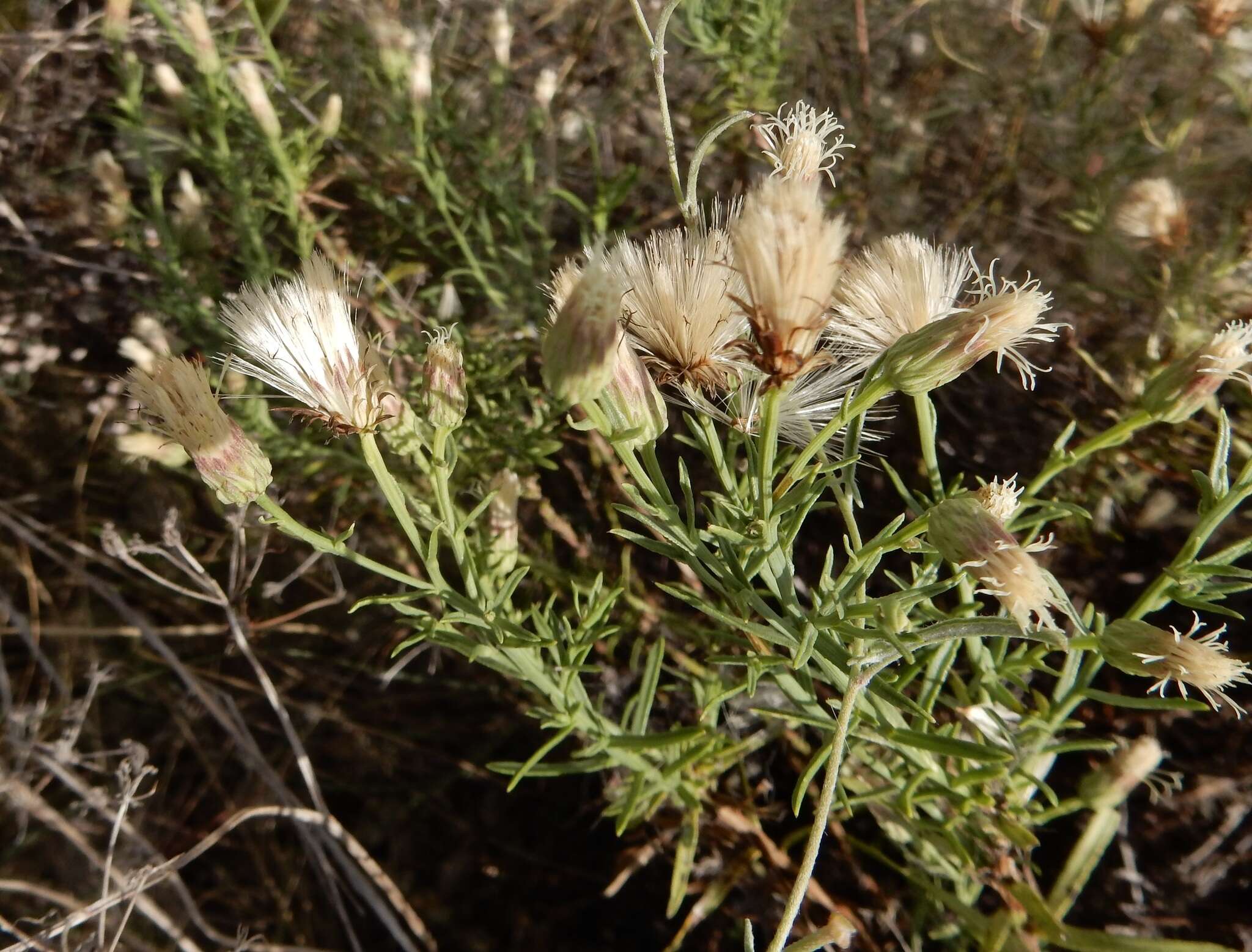 Image of prairie false willow