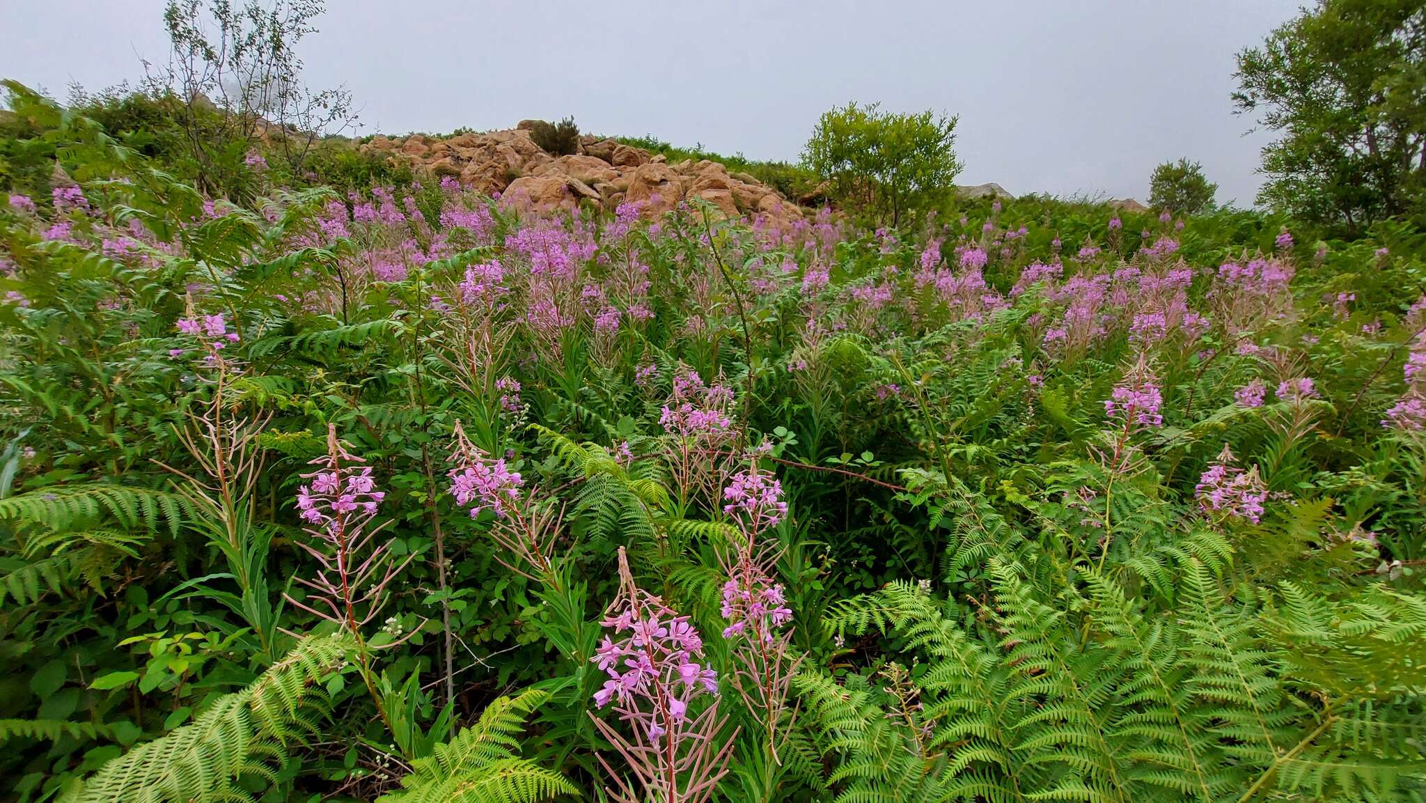 Image of <i>Chamaenerion <i>angustifolium</i></i> subsp. angustifolium