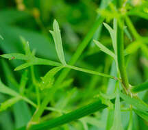 Image of Nuttall's prairie parsley