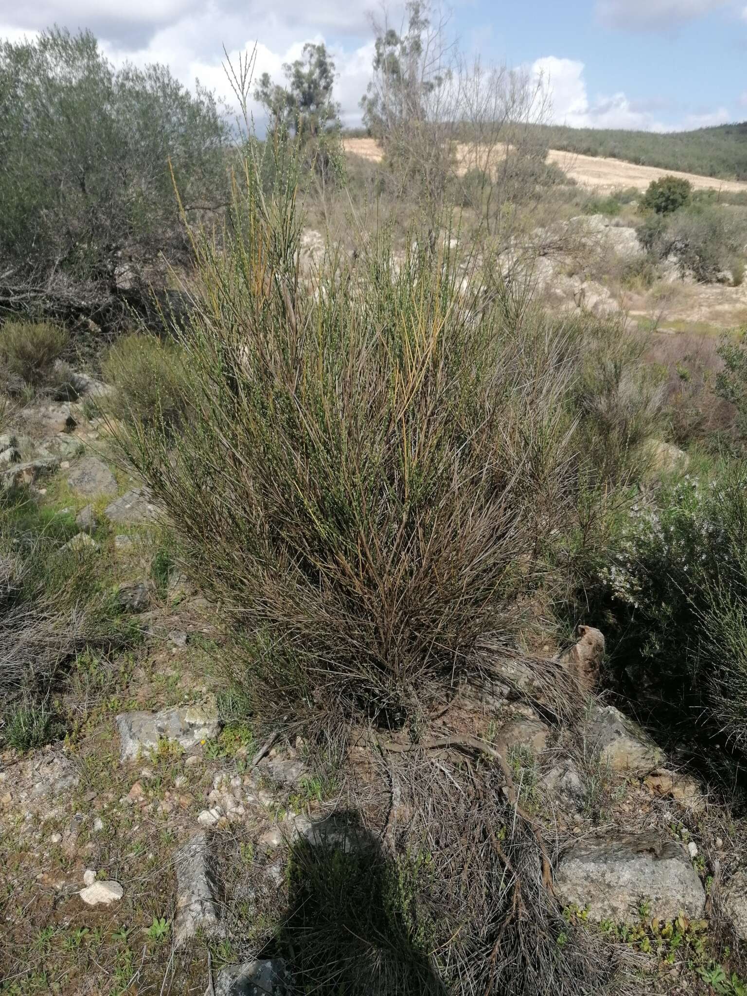 صورة Genista polyanthos Willk.