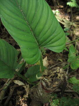 Philodendron ernestii Engl.的圖片