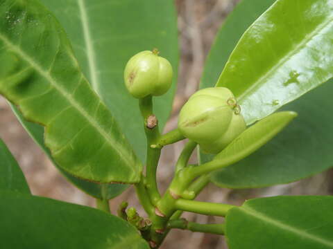 Image of Excoecaria benthamiana Hemsl.