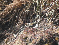 Image of White-throated Redstart