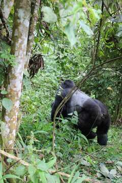 Image of Mountain Gorilla