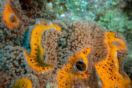 Image of Orange Icing Sponge