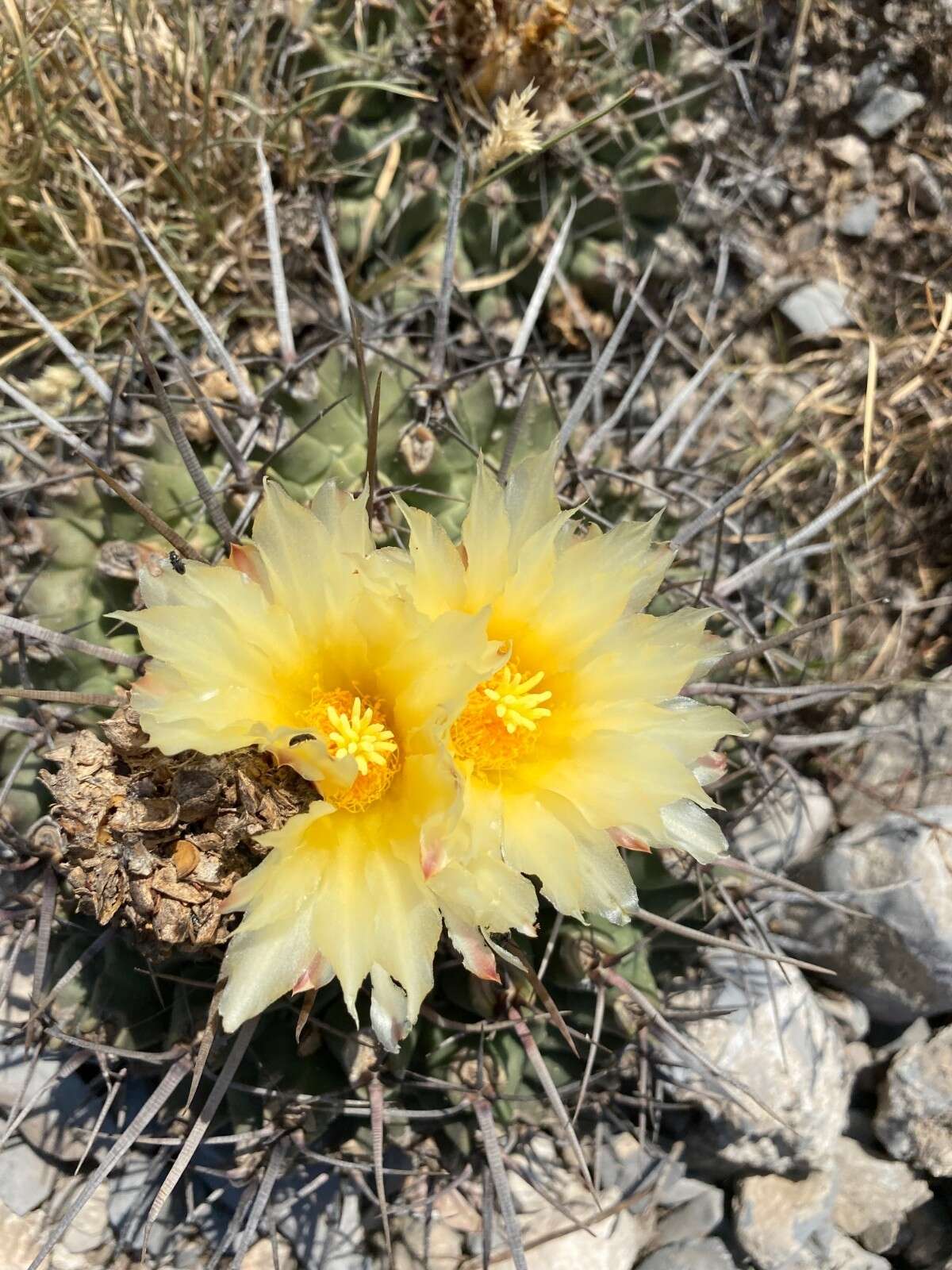 Image of Thelocactus rinconensis (Poselger) Britton & Rose