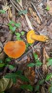 Image of Boletus aurantiosplendens T. J. Baroni 1998