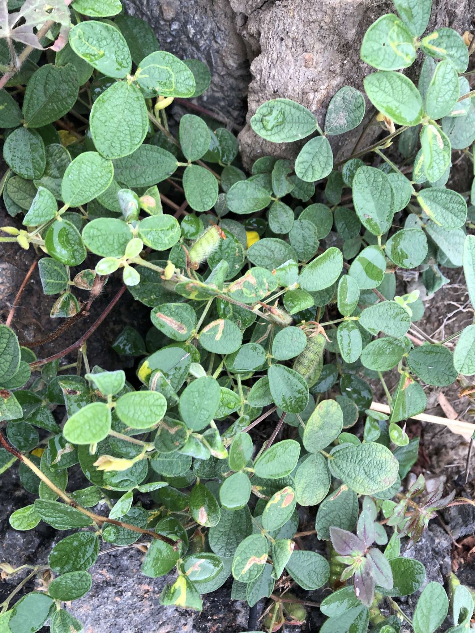 Image of showy pigeonpea