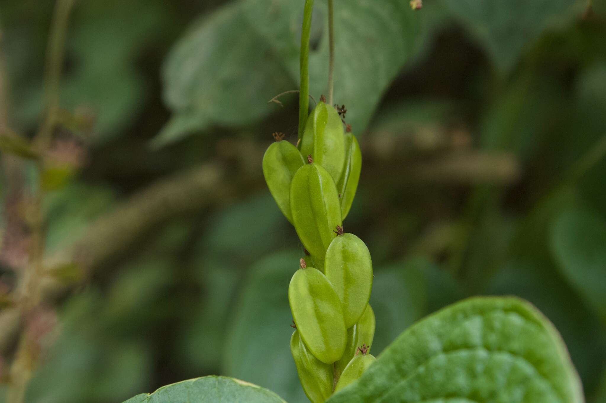 Imagem de Dioscorea piperifolia Humb. & Bonpl. ex Willd.