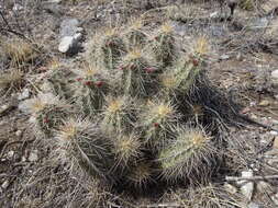 Image of Echinocereus arizonicus subsp. nigrihorridispinus