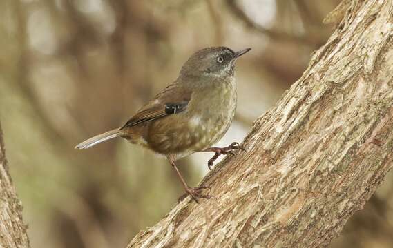 Слика од Sericornis humilis Gould 1838