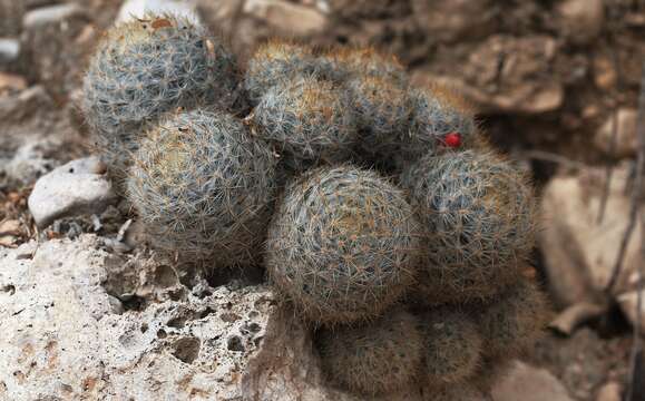 Image de Mammillaria prolifera subsp. prolifera