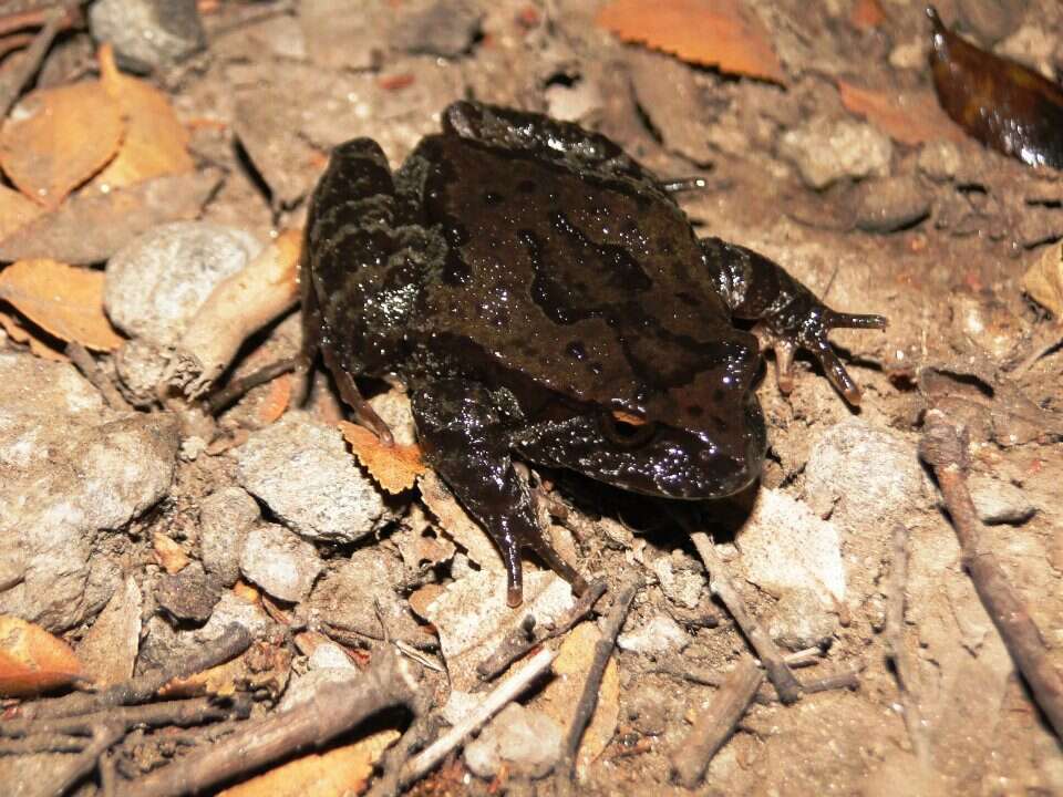 Image of Rosy Ground Frog