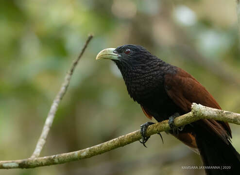 Image of Green-billed Coucal