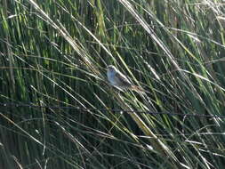 Image of Sulphur-bearded Reedhaunter