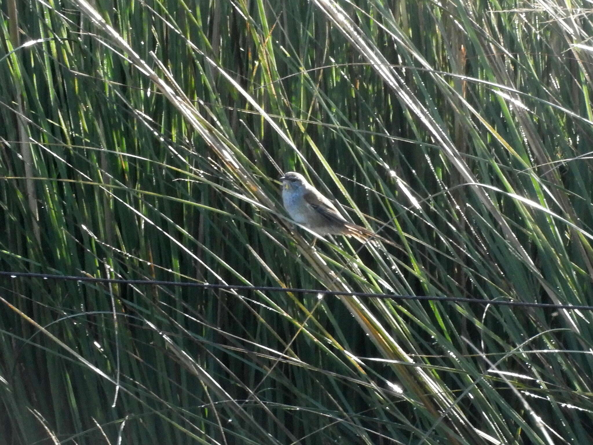 Image of Sulphur-bearded Reedhaunter