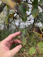 Image de Viburnum furcatum Bl. ex Hook. fil. & Thoms.