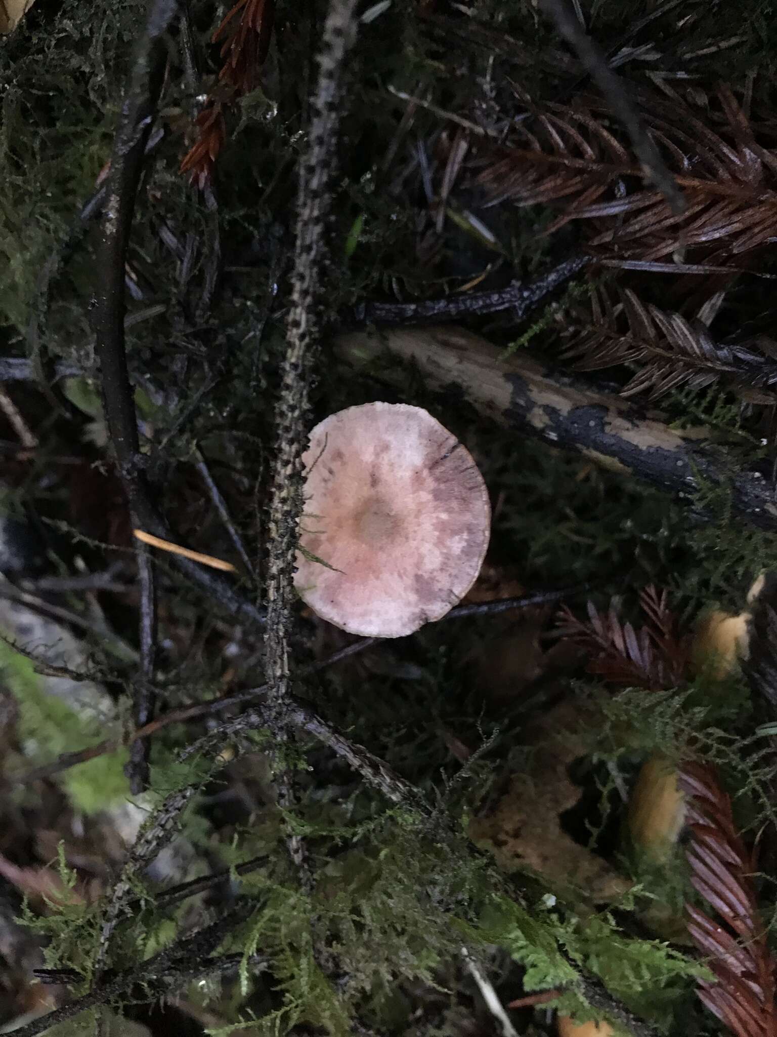 Imagem de Agaricus diminutivus Peck 1902