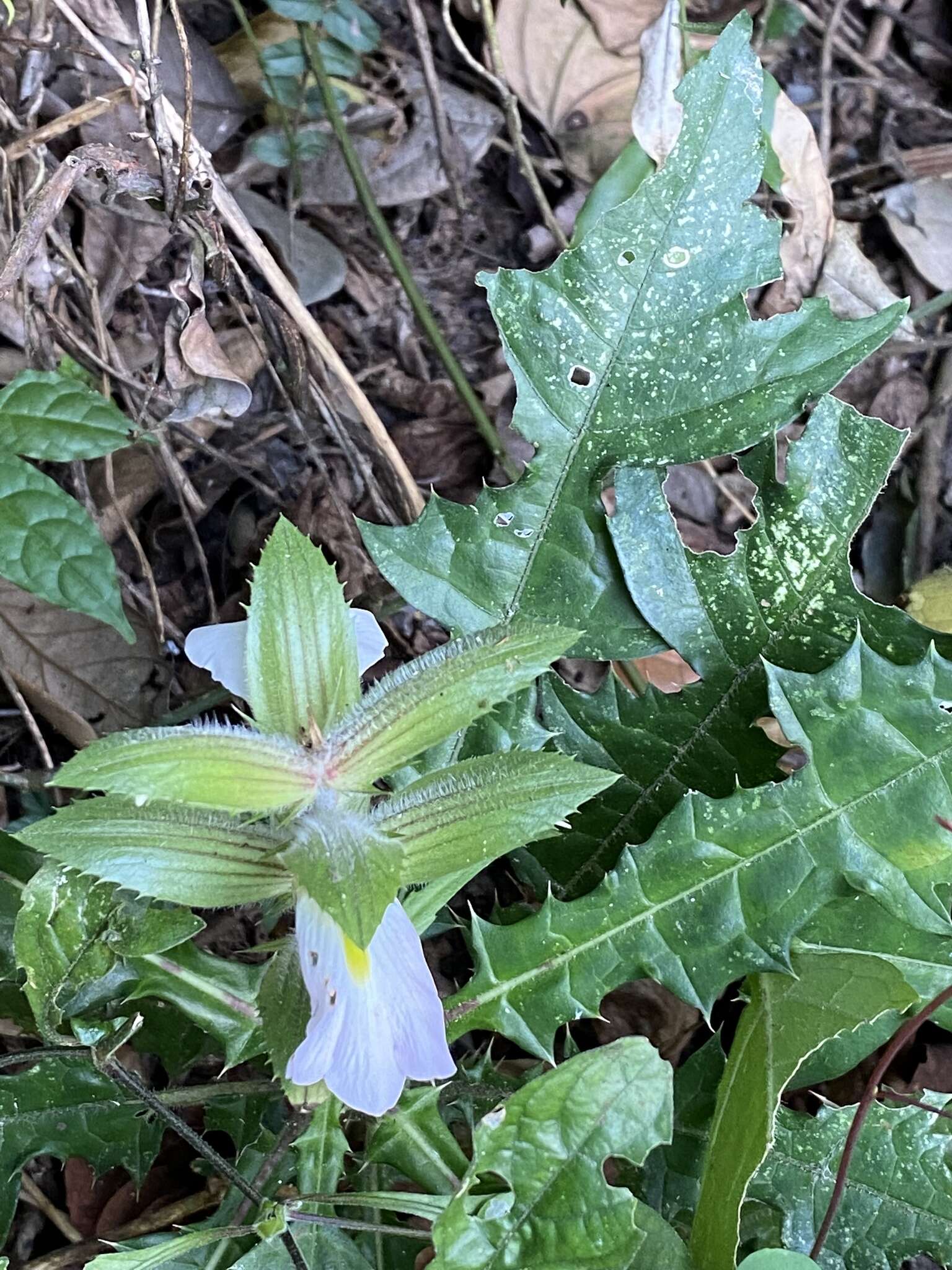 Image of Acanthus guineensis Heine & P. Taylor