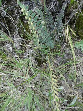 Image of Astrolepis crassifolia (Houlston & T. Moore) D. M. Benham & Windham