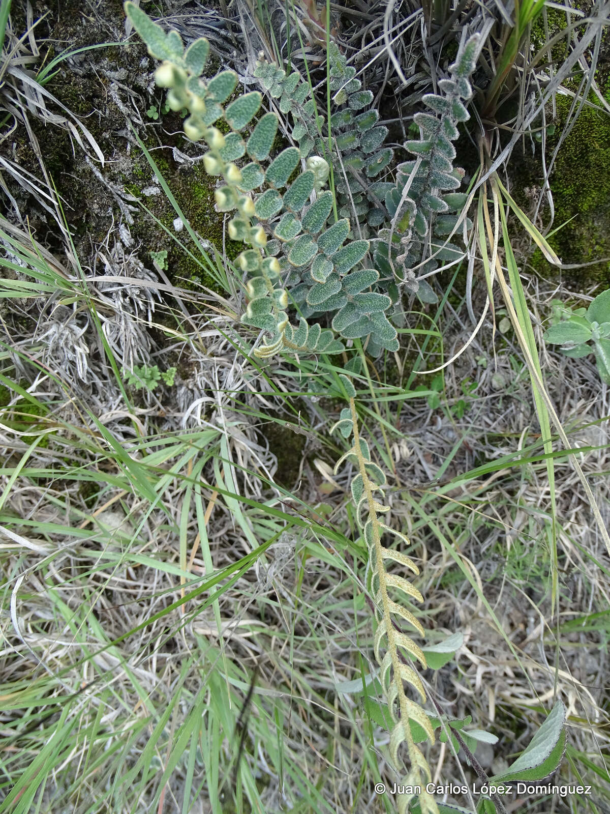 Image of Astrolepis crassifolia (Houlston & T. Moore) D. M. Benham & Windham