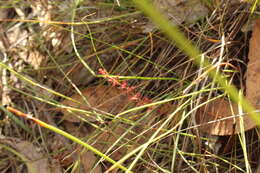 Image of Drosera platypoda Turcz.