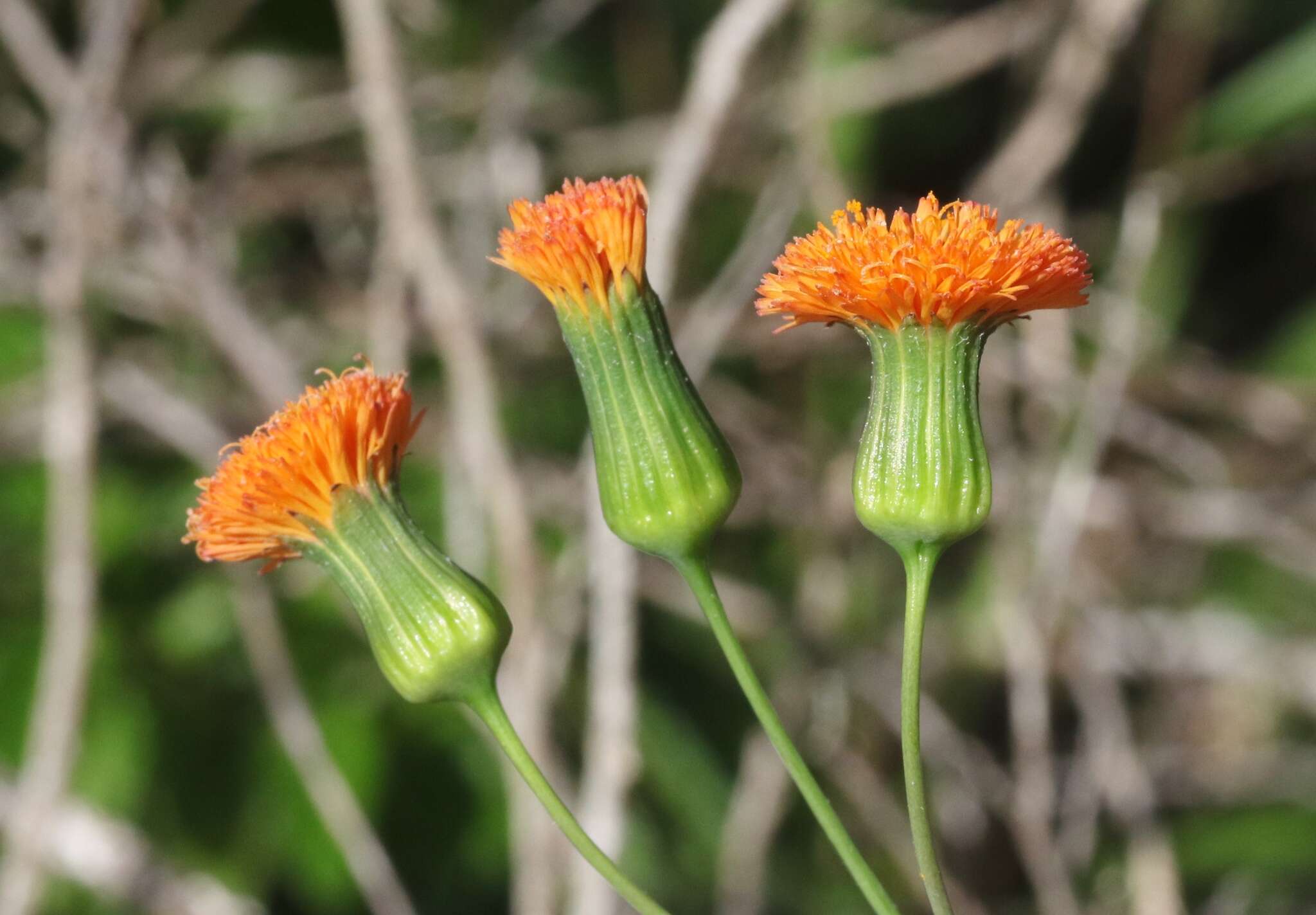 Image of Florida tasselflower