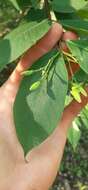 Image of Wrightia pubescens R. Br.