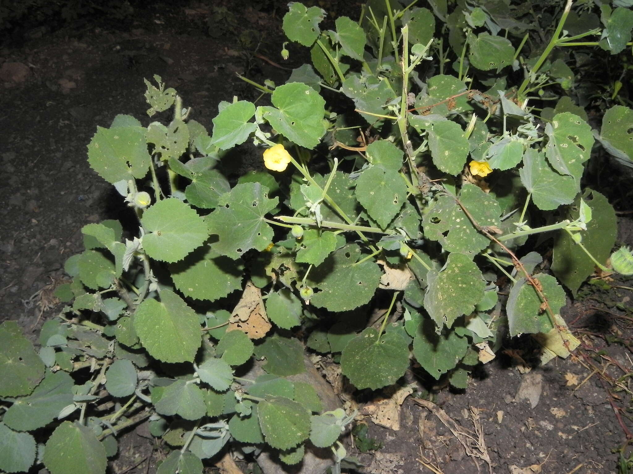 Image of Abutilon pannosum (Forst. fil.) Schltdl.