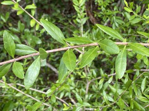 Image of maidenberry