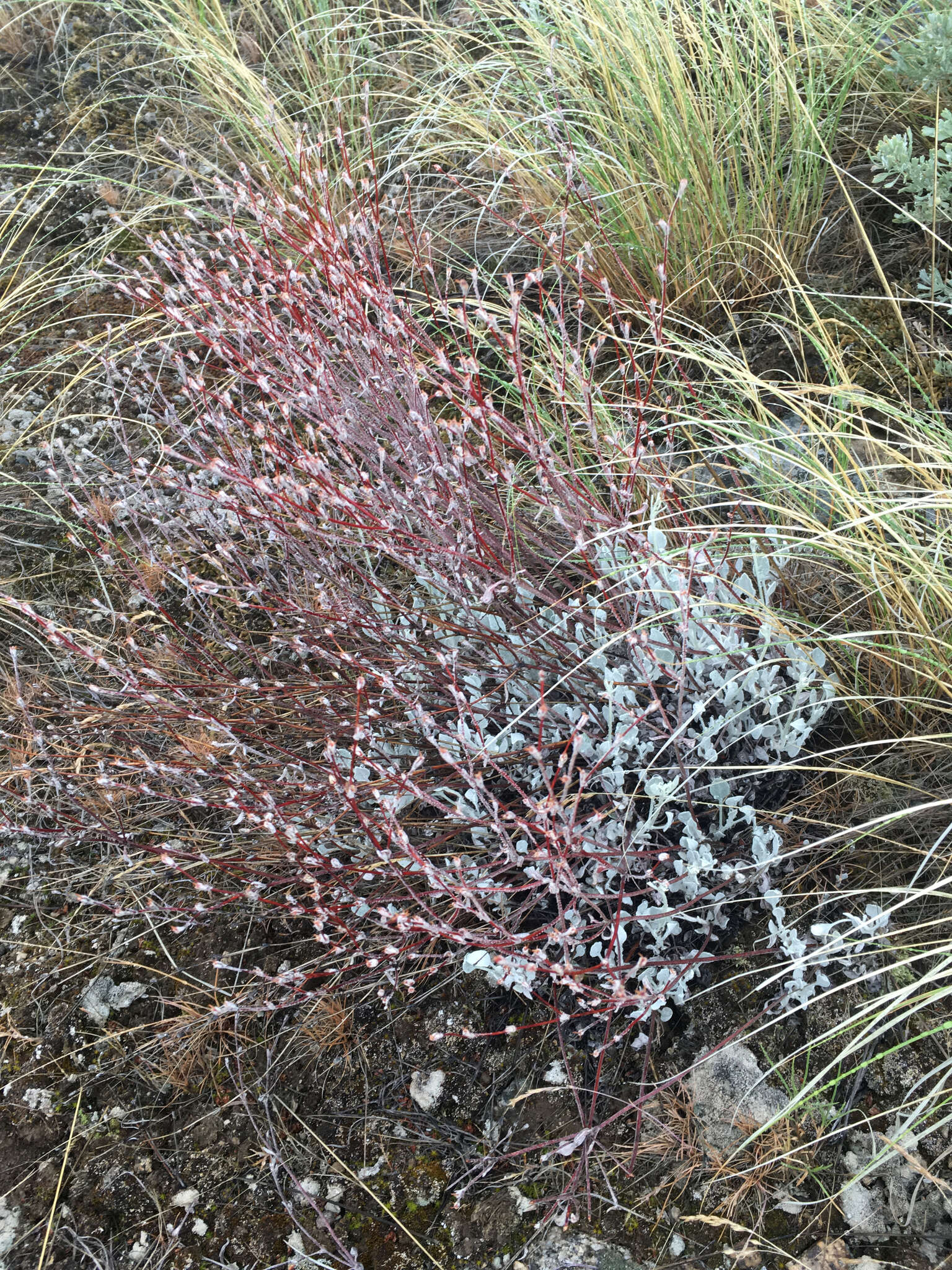 Image of snow buckwheat