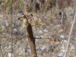 Слика од Actinocheita potentillifolia (Turcz.) Bullock