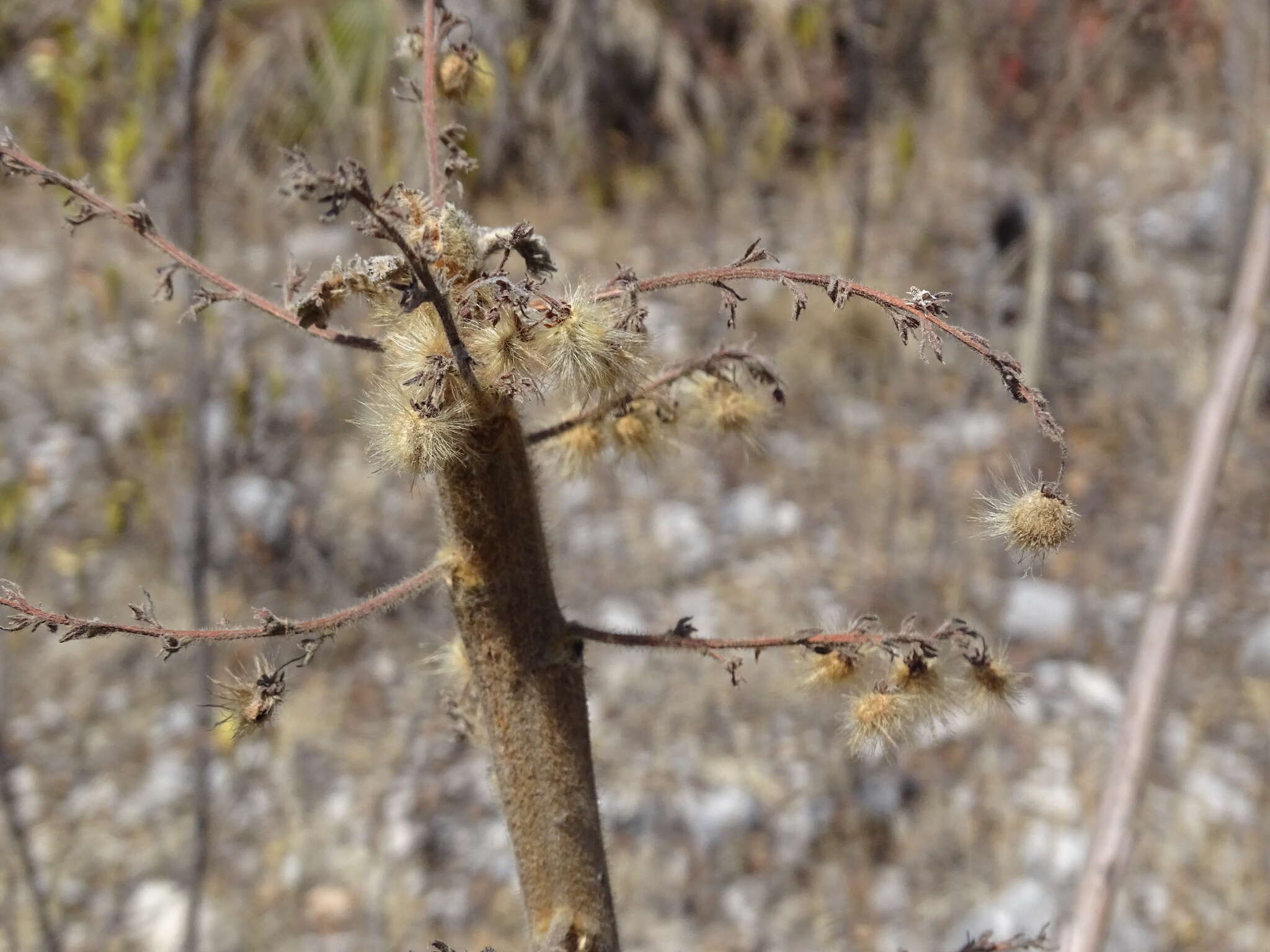 Image of Actinocheita potentillifolia (Turcz.) Bullock