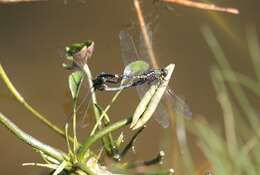 Image of Slender Skimmer