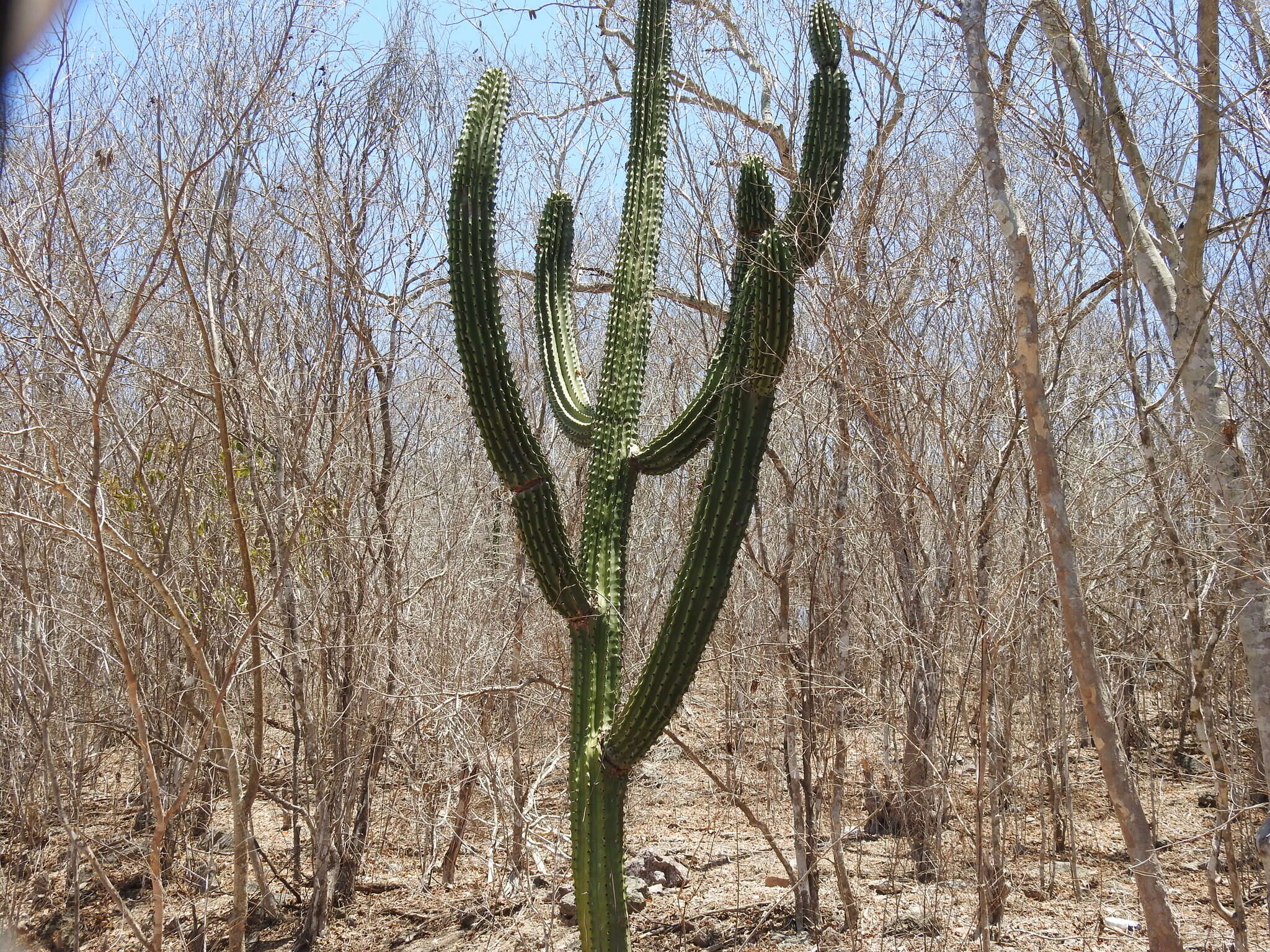 Stenocereus martinezii (J. G. Ortega) Buxb.的圖片